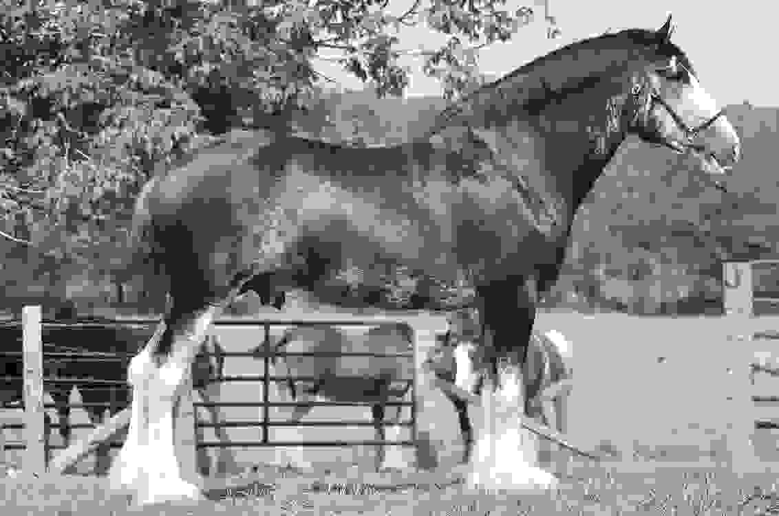 SEFClydesdales Soaring Eagle Farms